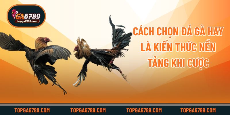 Cách Chọn Đá Gà Hay – Bí Quyết Nhận Diện Chuẩn Từ Sư Kê_692451a93dca1.jpeg