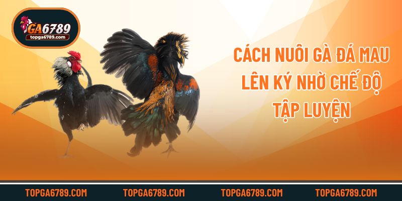 Cách Nuôi Gà Đá Mau Lên Ký – Chia Sẻ Bí Quyết Từ Ga6789_6924517dabe3b.jpeg