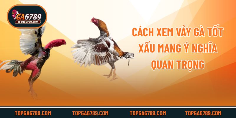 Cách Xem Vảy Gà Tốt Xấu – Bí Quyết Chọn Chiến Kê Cực Chuẩn_692451161246e.jpeg