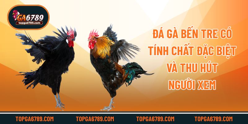 Đá Gà Bến Tre – Vùng Đất Sở Hữu Nhiều Chiến Kê Lừng Danh_69245194c4a65.jpeg