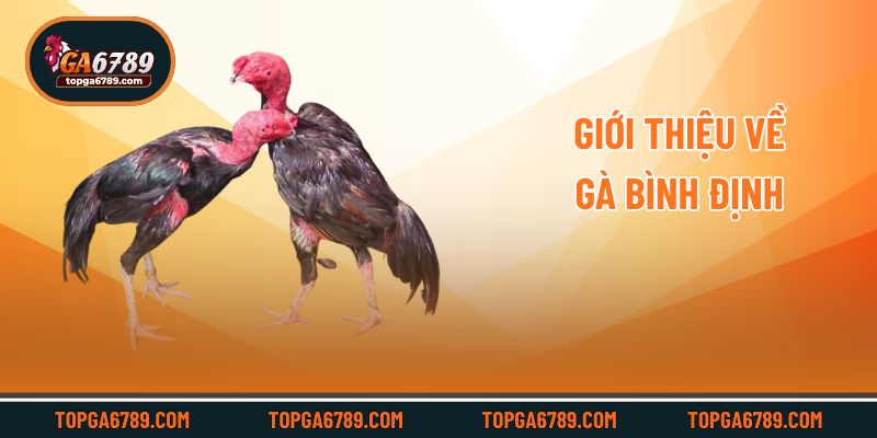 Đá Gà Bình Định – Khám Phá Các Cuộc Chọi Kê Số 1 Việt Nam_6924513f70d63.jpeg