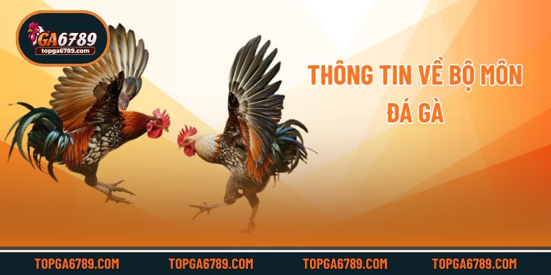 Luật Chơi Đá Gà – Nắm Bắt Quy Tắc, Chơi Chuẩn Chỉnh_69245132935eb.jpeg