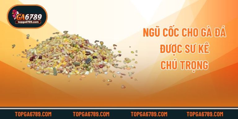 Ngũ Cốc Cho Gà Đá – Bí Quyết Để Nuôi Kê Khỏe Mạnh, Sung Sức_692451be31d56.jpeg