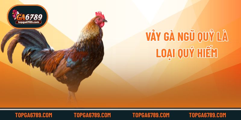 Nhận Biết Vảy Gà Ngũ Quỷ Và Lối Đá Siêu Đỉnh Của Chiến Kê_6924515bd6ad2.jpeg