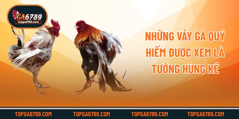 Những Vảy Gà Quý Hiếm Được Sư Kê Săn Đón Nhiều Nhất_69245154dd252.jpeg