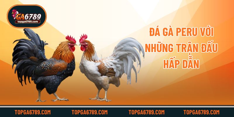 Tham Gia Đá Gà Peru Với Những Trận Đấu Kịch Tính Tại Ga6789_6924518dd6bd5.jpeg