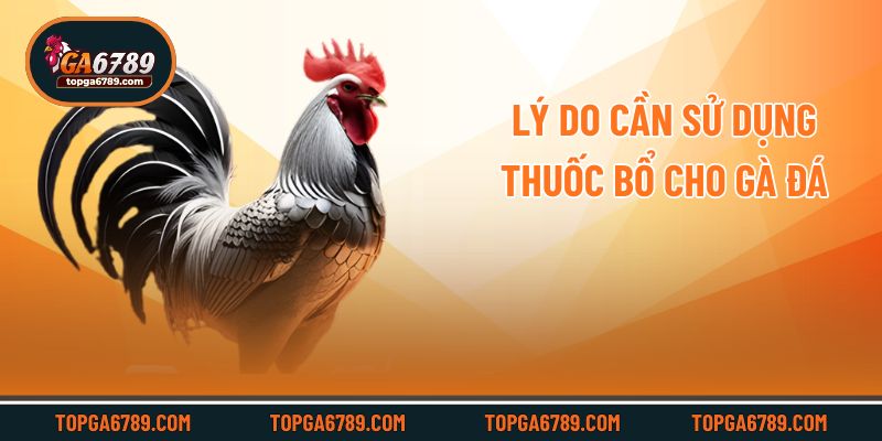 Thuốc Bổ Cho Gà Đá – Bí Quyết Tăng Sức Mạnh Cho Chiến Kê_6924512b776b3.jpeg