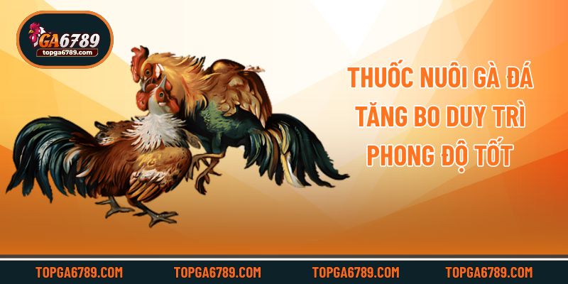 Thuốc Nuôi Gà Đá Tăng Bo Giúp Chiến Kê Bất Bại Mọi Trận Đấu_692451772bcf9.jpeg