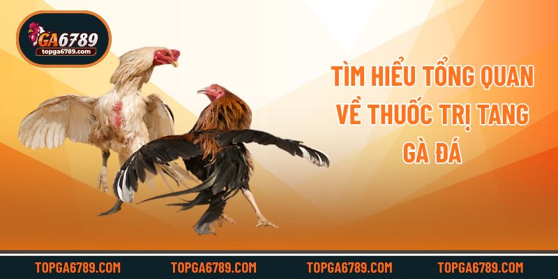 Thuốc Trị Tang Gà Đá Hiệu Quả, Nhanh Chóng Hồi Phục Thể Lực_6924519b7a981.jpeg