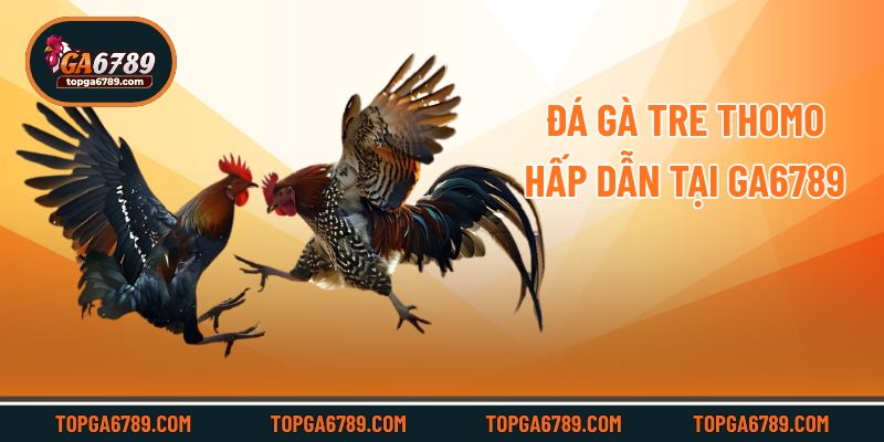 Tìm Hiểu Đá Gà Tre Thomo Và Tham Khảo Mẹo Từ Ga6789_692451a23beb7.jpeg