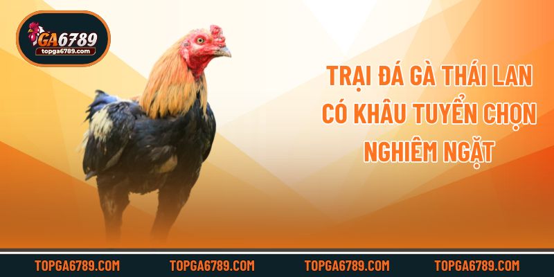 Trại Đá Gà Thái Lan – Nguồn Chiến Kê Đẳng Cấp, Chất Lượng_692451624ef3f.jpeg